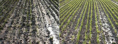 Nella foto a sinistra si scorge un campo coltivato in maniera convenzionale; a destra è posto a confronto il campo coltivato in maniera biodinamica. (fotos Thomas Alföldi, FiBL)